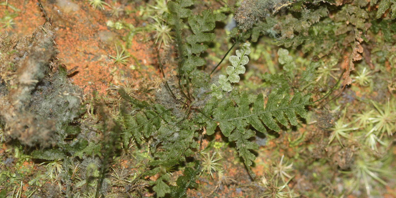 Trichomanes hostmannianum