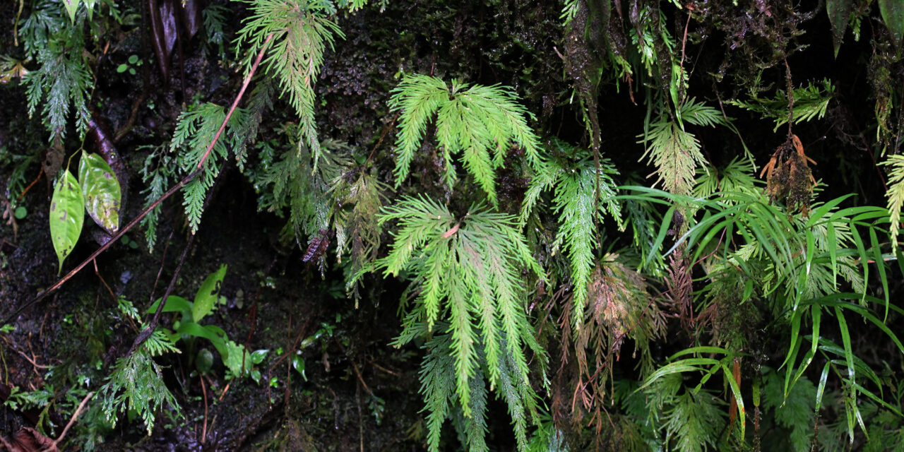 Selaginella geniculata