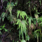 Selaginella geniculata