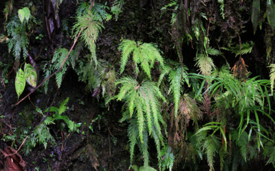 Selaginella geniculata