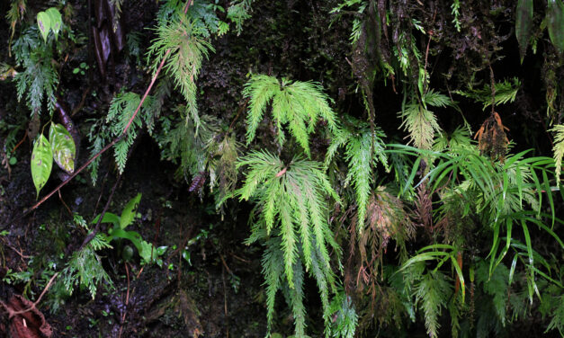 Selaginella geniculata