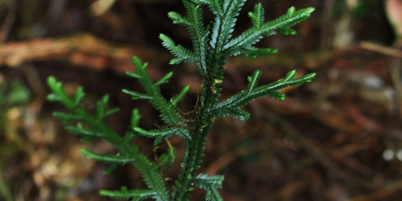 Selaginella euclimax