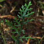 Selaginella euclimax