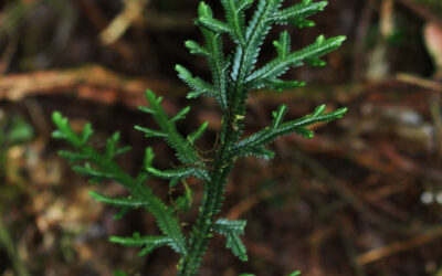 Selaginella euclimax