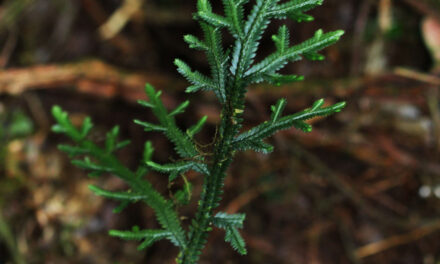 Selaginella euclimax