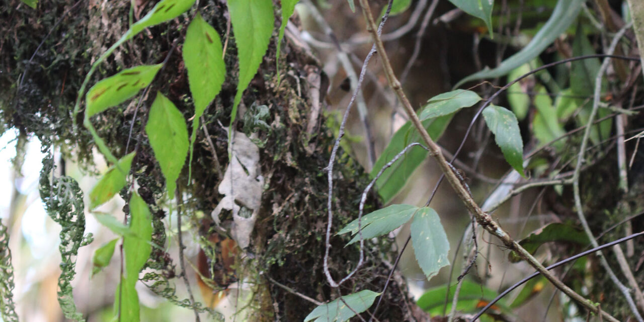 Asplenium serra