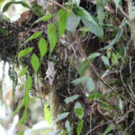 Asplenium serra