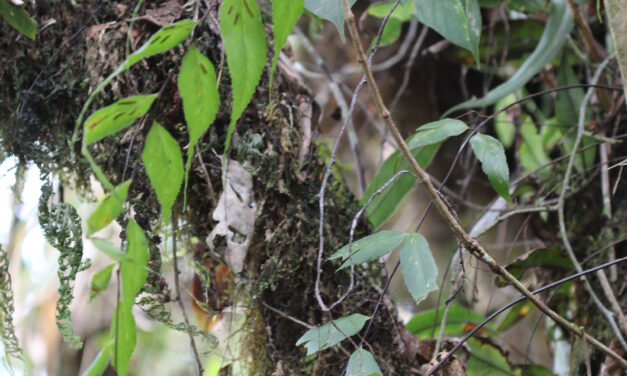 Asplenium serra