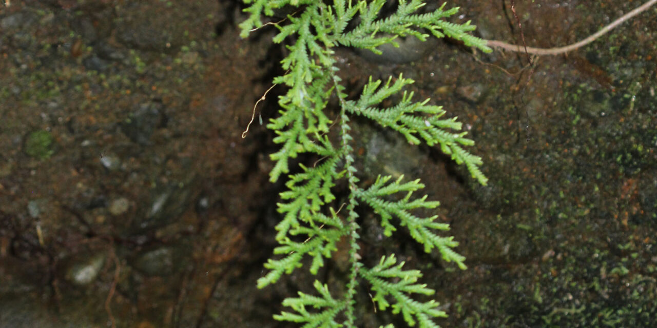 Selaginella diffusa