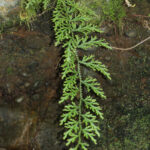 Selaginella diffusa