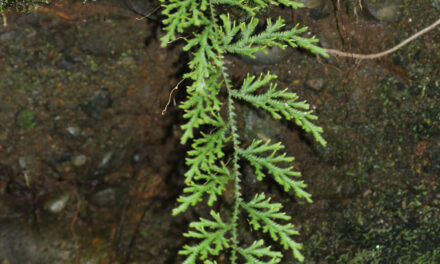 Selaginella diffusa