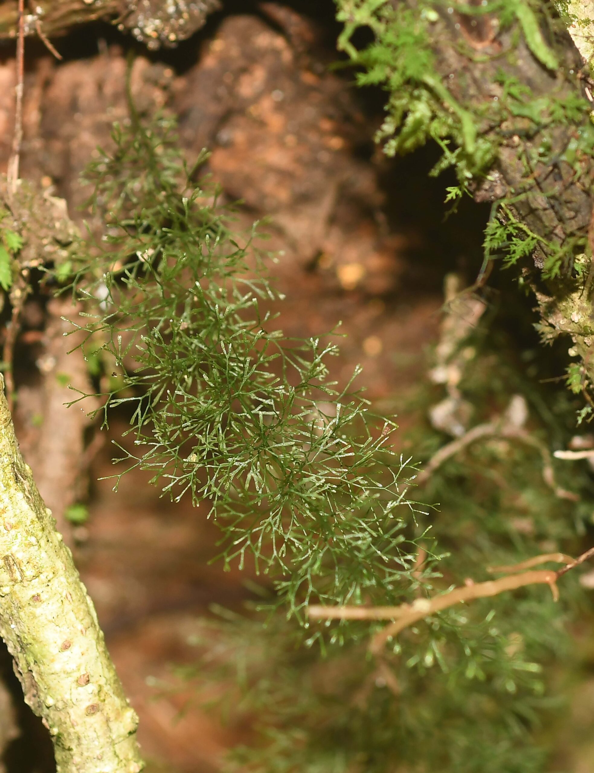 Polyphlebium capillaceum