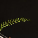 Hymenophyllum jamesonii