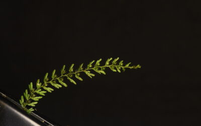 Hymenophyllum jamesonii