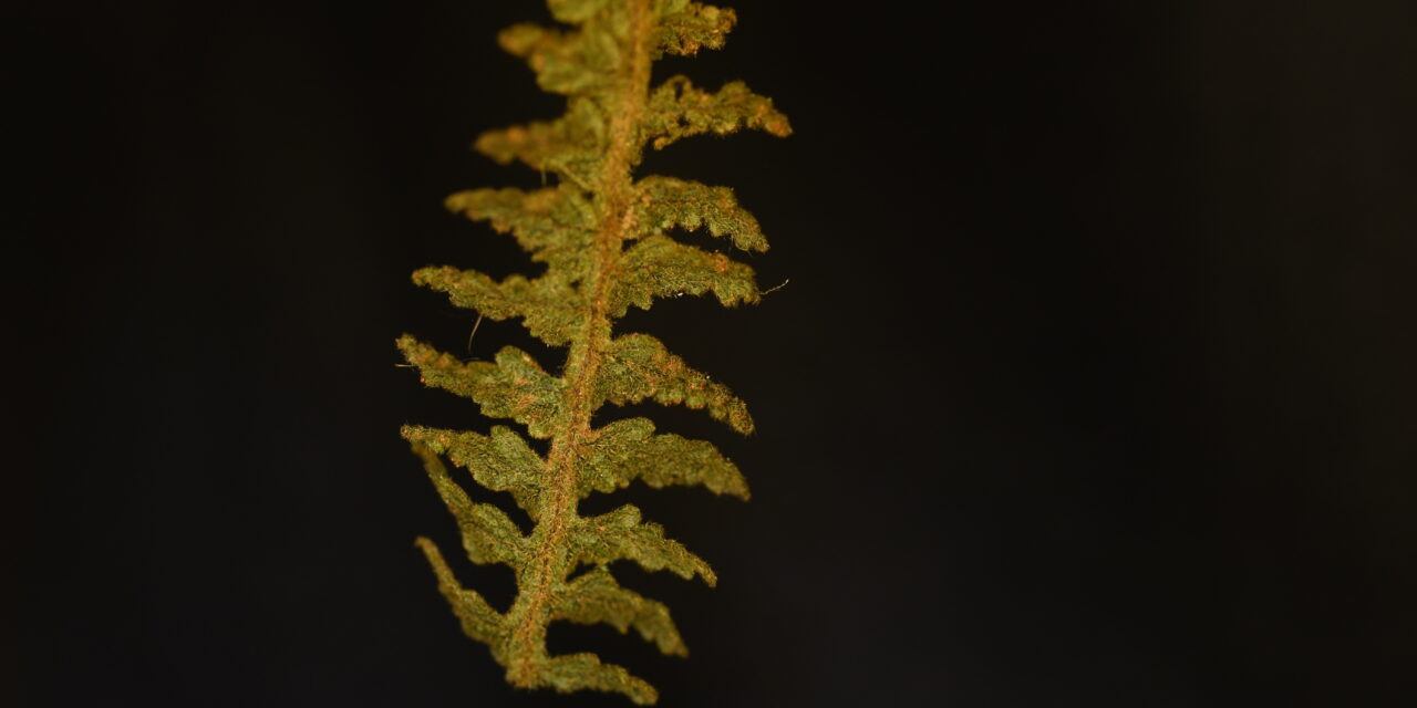 Hymenophyllum dependens