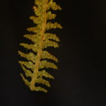 Hymenophyllum dependens