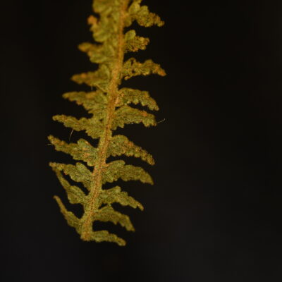 Hymenophyllum dependens