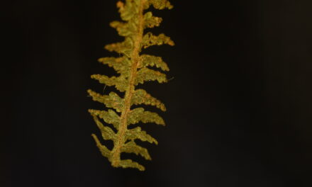 Hymenophyllum dependens