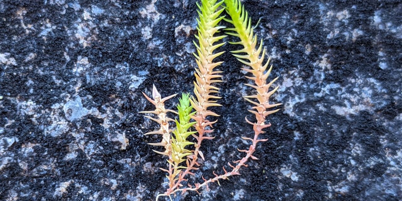 Selaginella gracillima