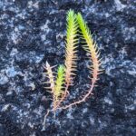 Selaginella gracillima