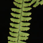Lindsaea