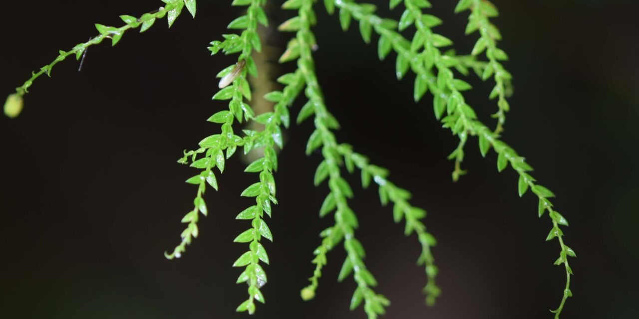 Selaginella porphyrospora