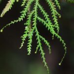 Selaginella porphyrospora