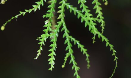 Selaginella porphyrospora