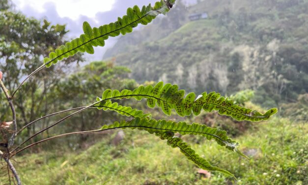 Serpocaulon semipinnatifidum