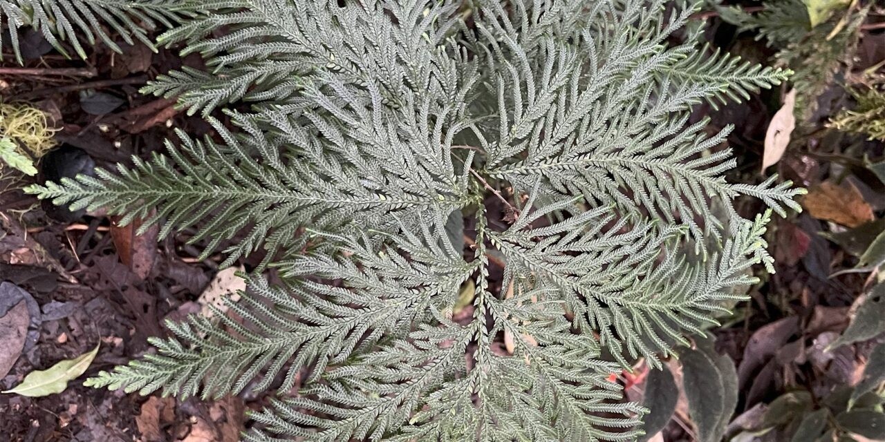 Selaginella rosea