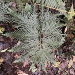 Selaginella rosea