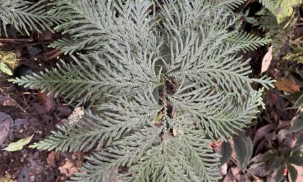 Selaginella rosea