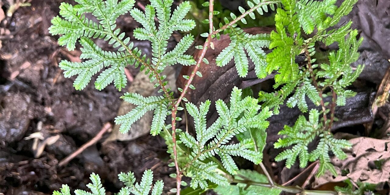 Selaginella silvestris