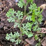 Selaginella silvestris