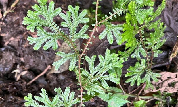 Selaginella silvestris