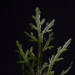 Selaginella euclimax