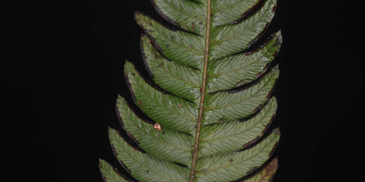 Pteris muricata