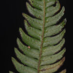 Pteris muricata