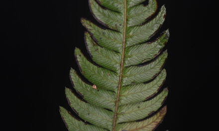 Pteris muricata