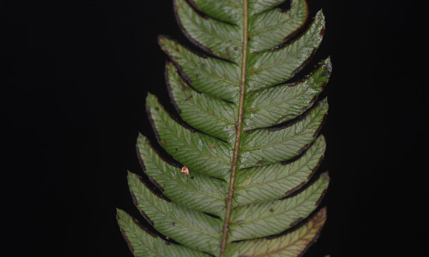 Pteris muricata