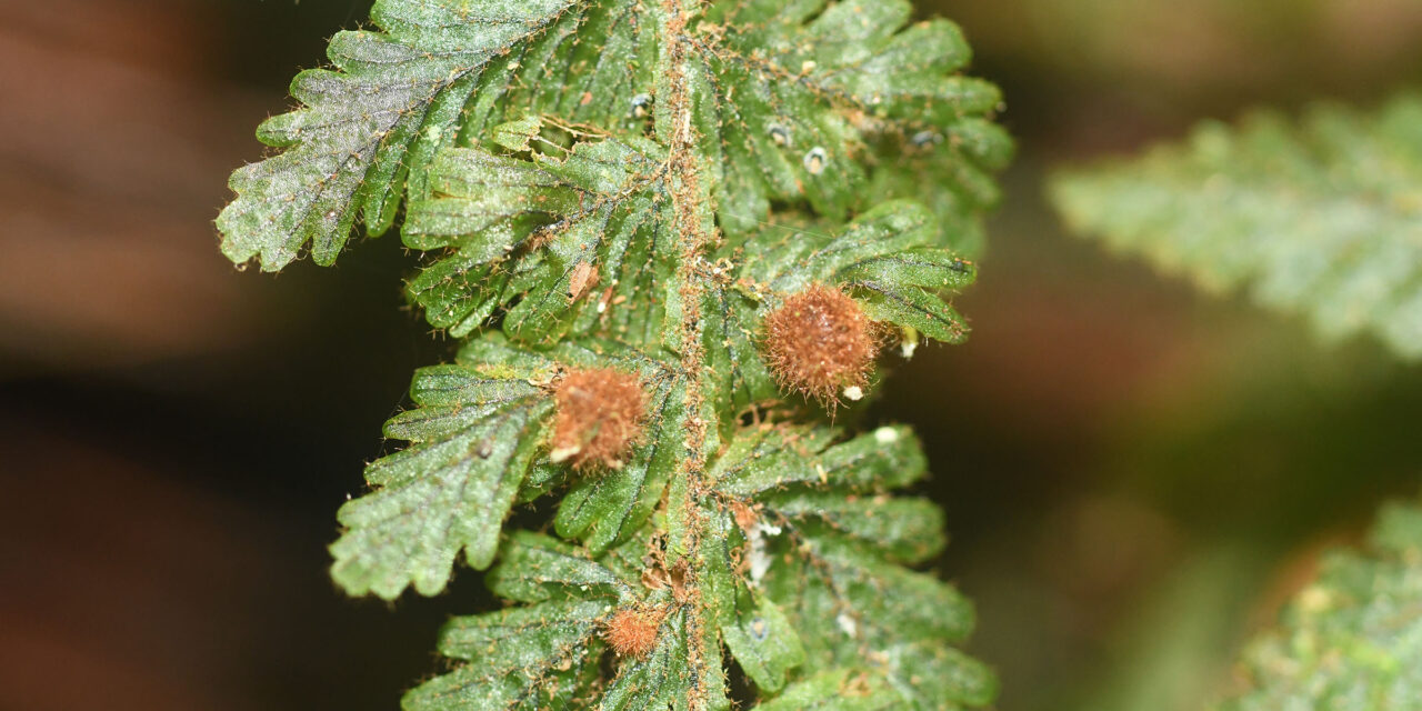 Hymenophyllum sieberi