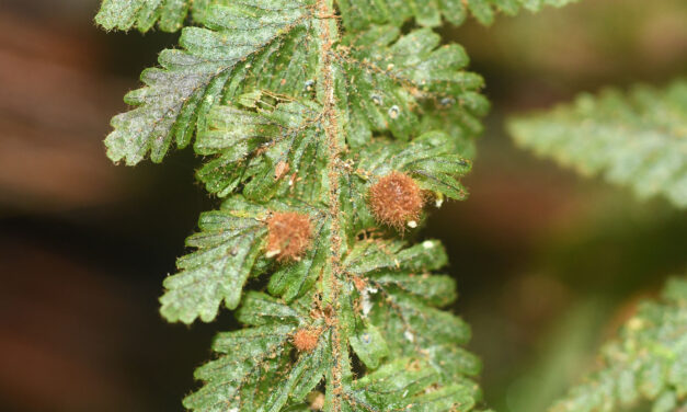 Hymenophyllum sieberi