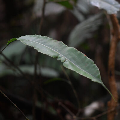 sv783_1 (Oleandra articulata)