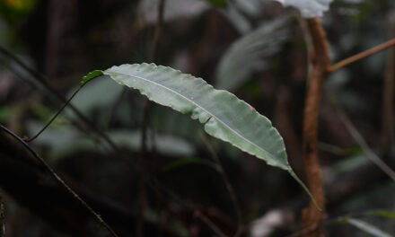 Oleandra articulata