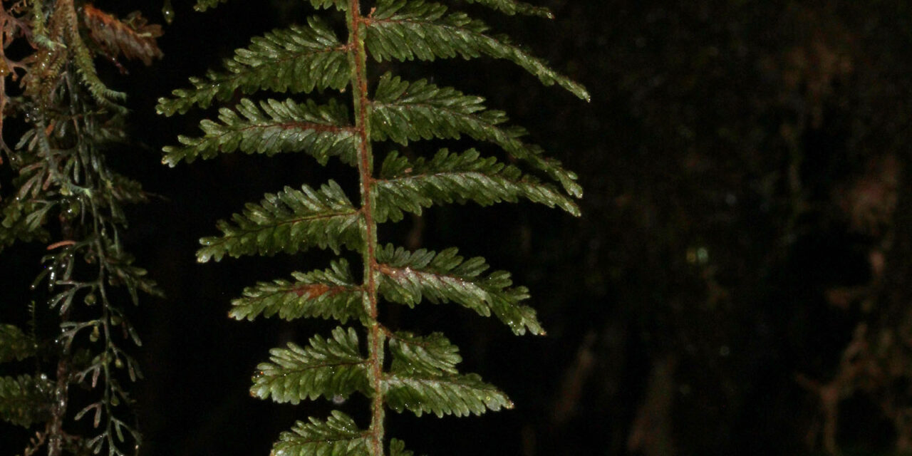 Hymenophyllum horizontale