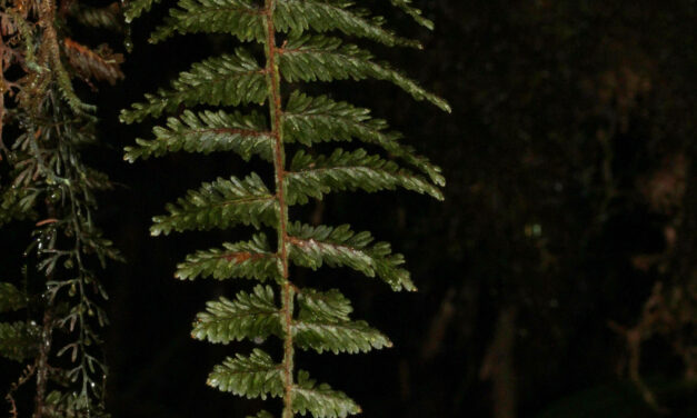 Hymenophyllum horizontale