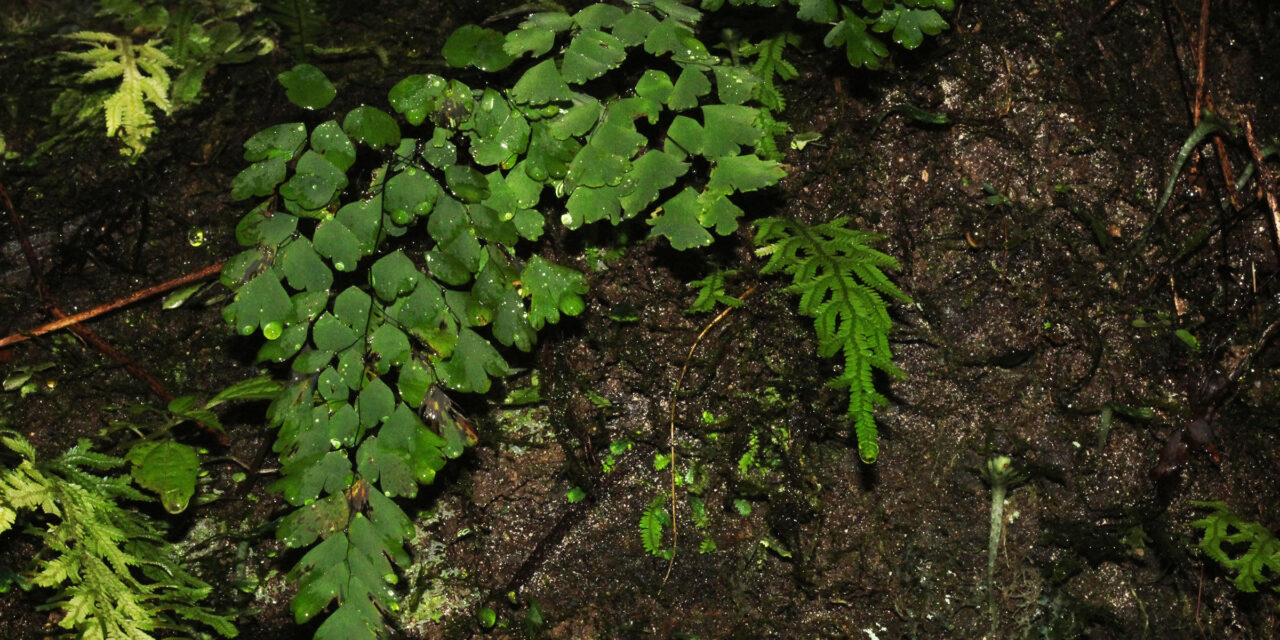 Adiantum raddianum