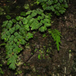 Adiantum raddianum