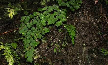 Adiantum raddianum