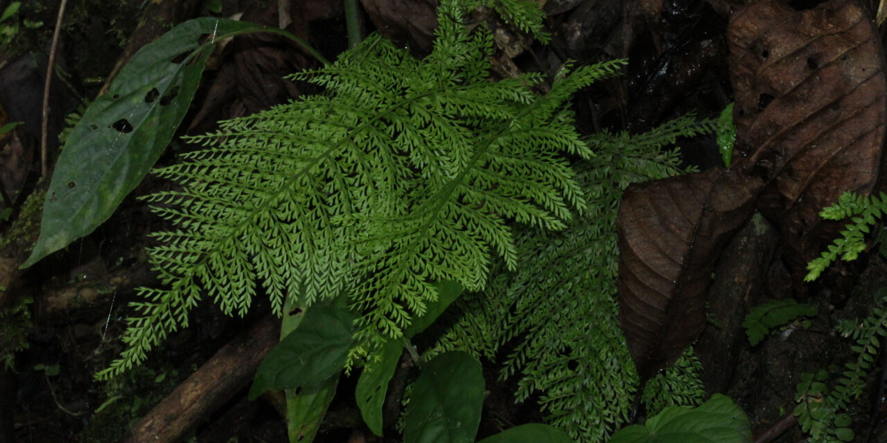 Asplenium uniseriale